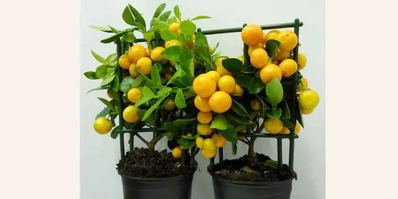 Цитрофортунелла Каламондин Штамбовая Д 12