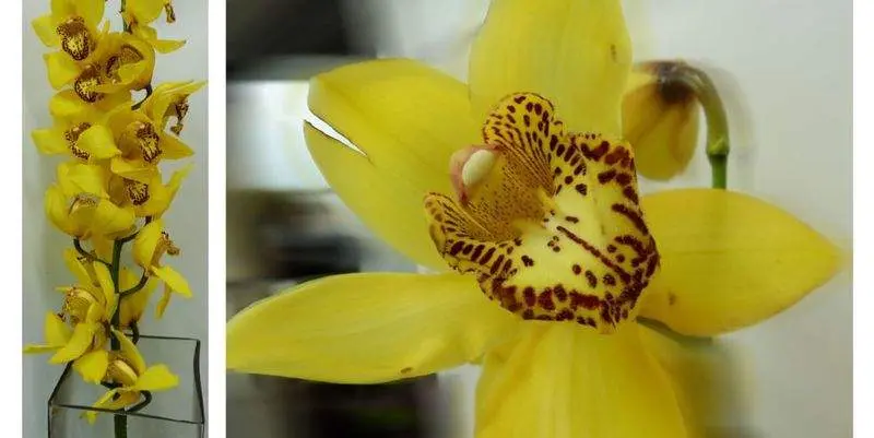 Цимбидиум Елоу