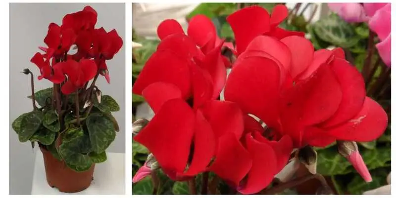 Цикломен Микро Ред