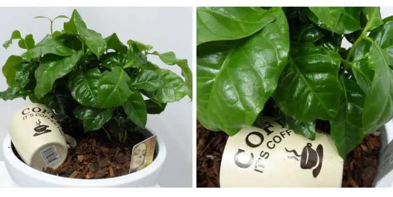 Кофе арабики композиция с чашкой Д26