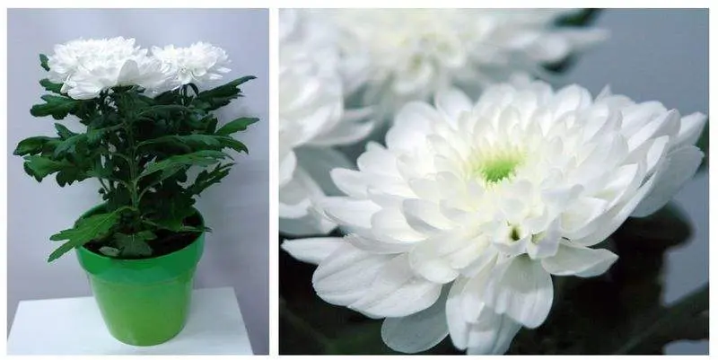 Хризантема Зембла Вайт  Д12