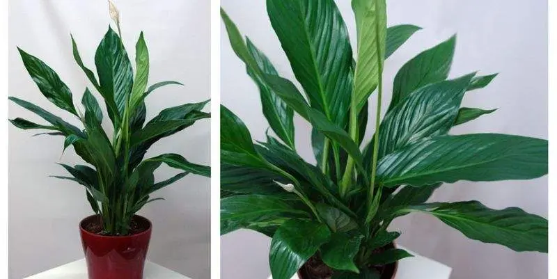 Спатифилум Купидо Д15 