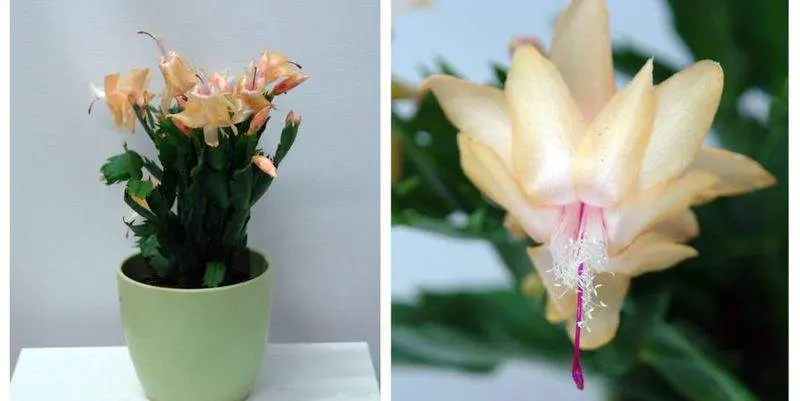 Шлумбергера Елоу Д12