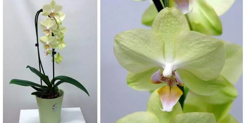 Фаленопсис Каскад Спешл Крем Д12