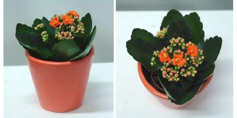 Каланхое Розалина Д7 