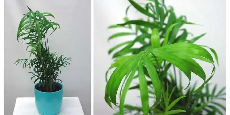 Хамедорея Элеганс Д12