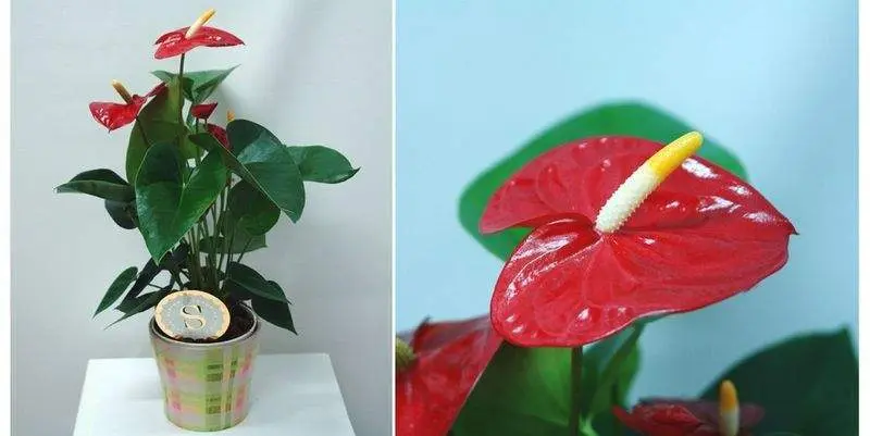 Антуриум Андрианум Роял Чемпион Д12 Н35