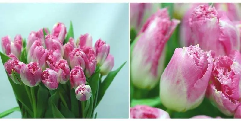 Тюльпан Аухэррэ