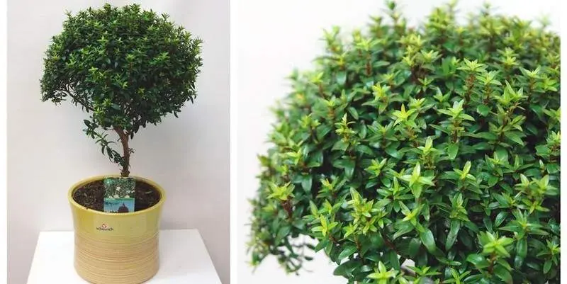 Мирт Коммунис Д15 Н40