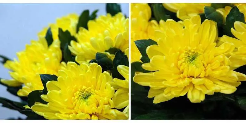 Розанне Елоу 