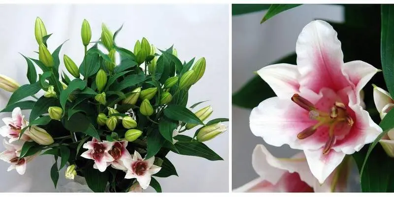 Лилии Сорбоне