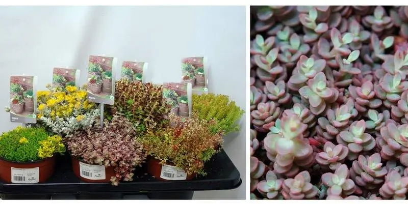 Садовый Микс Д15