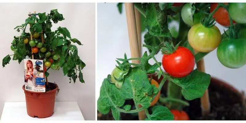 Томат Черри Д15 Н40