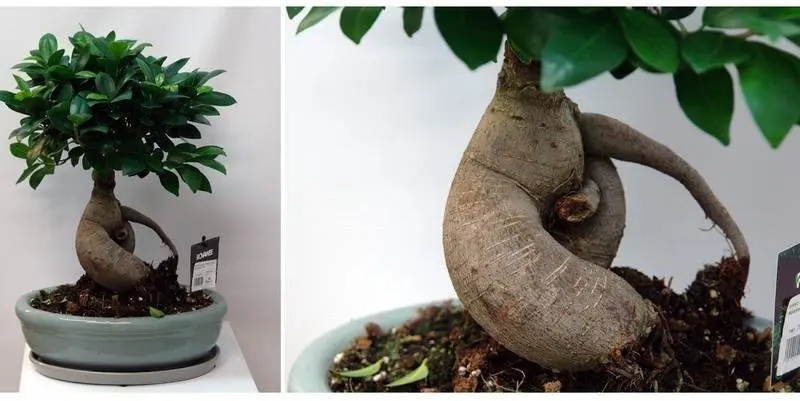 Фикус Микрокарпа Гинсенг (кашпо керамика) Д31 Н60