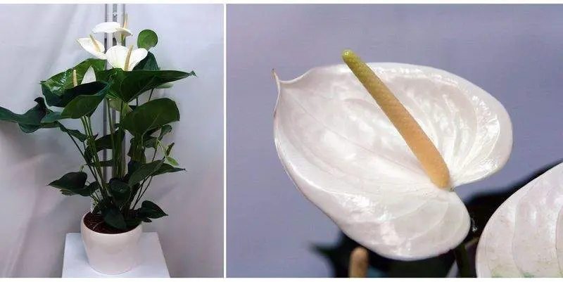 Антуриум Андрианум Суми белый Д17 Н65