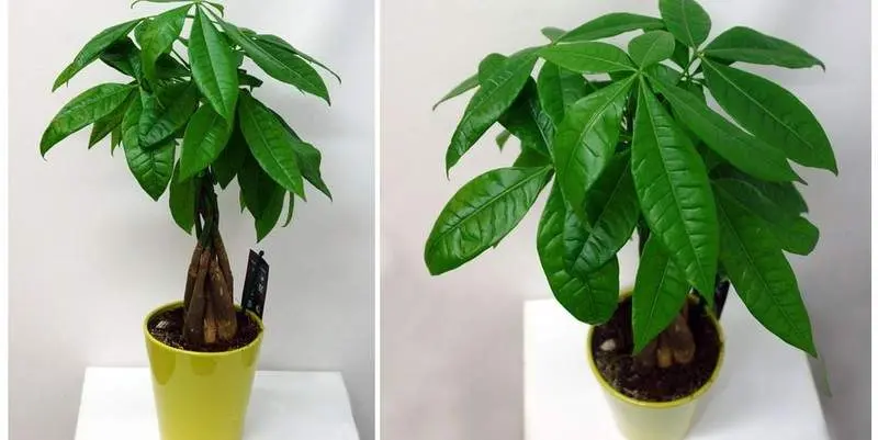 Пахира Акватика Д31 Н170